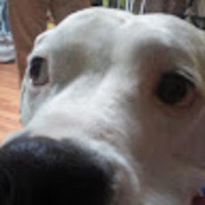Meet your Posher, Lily